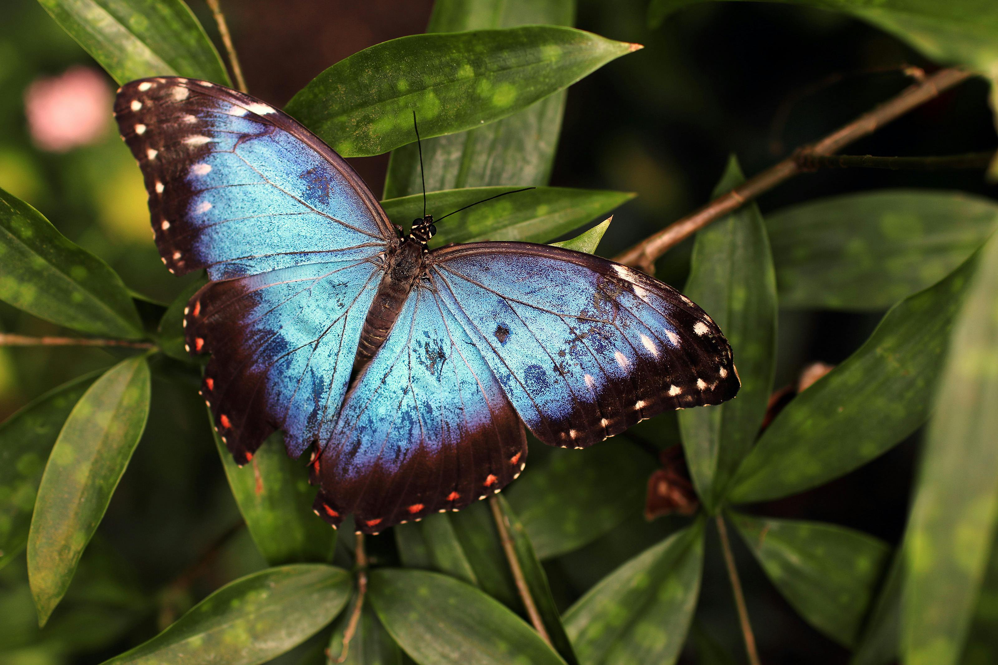 Mariposa emaus